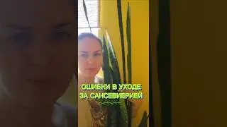 ошибки в уходе за сансевиерией