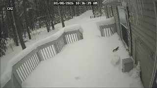 20260108 103549 Squirrel on snowy front deck combined