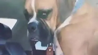 | 9GAG | When Your Dog Thinks He is a Human