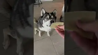 I knew the Golden&rsquo;s would lose this challenges&hellip; #dogsofyoutube #dog #dogd #goldenretreiver #husky