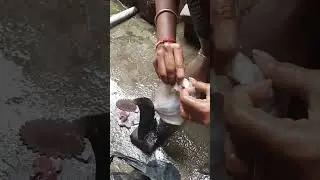 how to clean pomfret/pamphlet vavval வவ்வால் fish cleaning in one minute