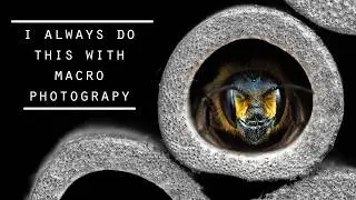 Macro PHOTOGRAPHY - 105mm vs 24mm probe