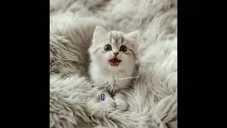 You are my firend#dreamface #ai #cat #cute #catcute #lipsync #fpy #funnymemes