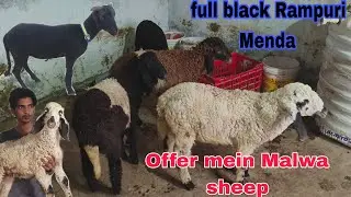 All the cheapest Malwa sheep are available in Hyderabad Rampuri sheep available in Hyderabad