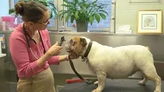 Plastic surgery for pets