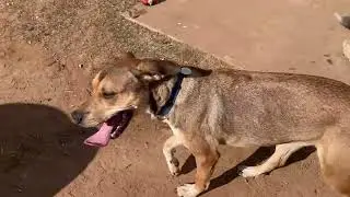 Teegan Knows Sit, Loves Treats &Toys