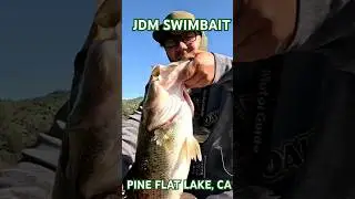 JDM SWIMBAIT/SPRING 2025 #signaldevilswimmer #swimbait #swimbaitfishing #bassfishing #hmoobnuvntses