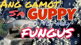 Paano Gamutin ang White Fungus sa Guppy // Simple at Epektibong Paraan