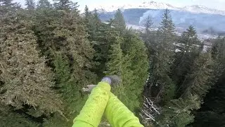Contract climbing TALL Sitka Spruce in ALASKA