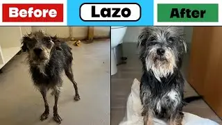 Lazo's Transformation: Before and After Rescue- Takis Shelter