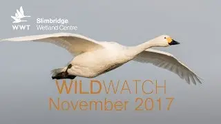 WWT WildWatch Slimbridge - November 2017