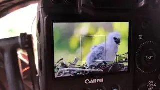 Day 1 Harpy Eagle Blind - Roy Toft
