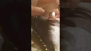 Atum kihada de 31,9kg
