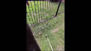 ASMR Lawn service mowing and trimming 