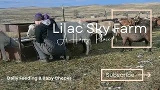 Baby Checks & Daily Feeding Time | Counting Down the Days Til There Are Baby Goats Here