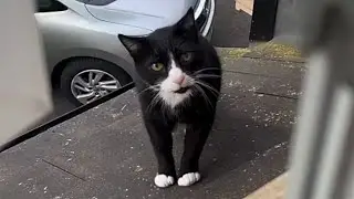 Family adopts quiet cat, now he won't stop meowing