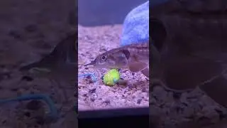 friendly pet sturgeon loves eating power bait