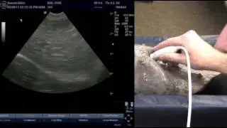 Introduction to Veterinary Ultrasound Liver Scanning Section 2