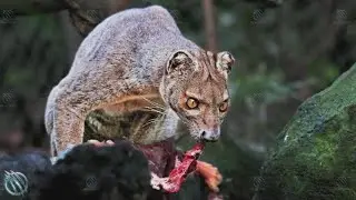 FOSSA : Le prédateur infernal de Madagascar