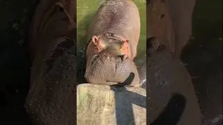 Naughty hippo got a suprize ❤️🥰
