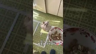 #shorts なっちゃんに餌あげた‼️
