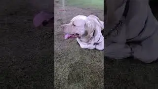 Jasper Playing in Garden 🐾🏡 #puppylove #pets #labradorlovers #viral #shorts #shortvideo