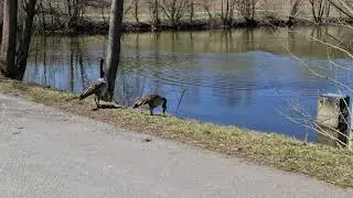 [4320p24] G&auml;nse und Stockenten am Pfaffenteich 20200405 121155