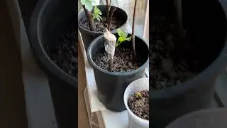 Propagating Fig Cuttings - Update After 54 Days