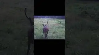 #foryou #viralvideo #nature #cyklotrasa #poloniny #les #deer #jeleň #animals #wildanimals #wildnatur