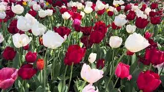 2025 BOWRAL TULIPS FESTIVAL