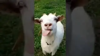 funny white goat video