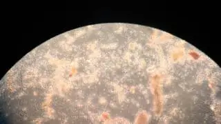 Compost tea brew 36 hrs