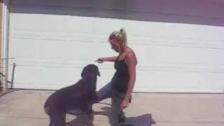 Adonis 9.5 months ... 3 new clicker trained behaviors!