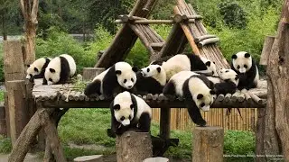 Home of the Giant Pandas 🐼 | Chengdu Panda Breeding Center | Amazing Places 4K #pandas #nature4k