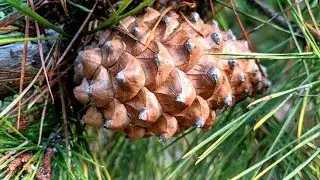 Monterey Pine Cones & Clusters of 3 Needles