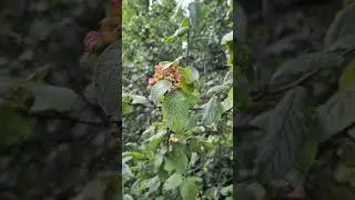 Viburnum lantana - Adoxaceae