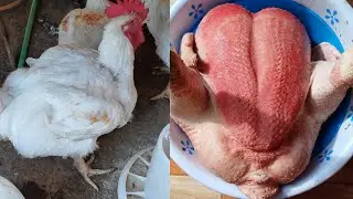 How to Butcher a Chicken: Step by step #butchering #chicken #chickenmeat