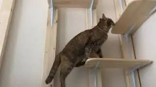 初めてキャットタワーに登った猫の感動の瞬間