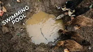 I Made a Small Pool for My Pets 🐶🦆🐔 | Pet Fun Vlog | Fuad & Pets