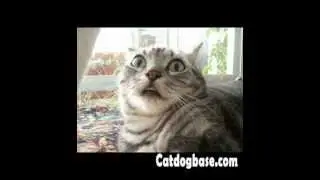funny cat collection_Funny Cat Photo_cat image_cat pix_funny cat images