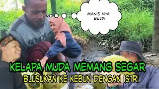 DI PERKAMPUNGAN SUNGAI ITIK PANEN KELAPA MUDA, NANGKA DAN JAMUR BATANG KELAPA. KEBUN NYA BERSIH