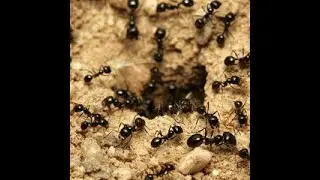 Pest Control Exterminator Home Pest Prevention Charlotte nc