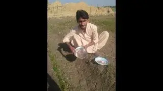 Agriculture Best way growing vegetables in World Tomato and Chillies