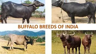 Buffalo Breeds of India 🐃 🇮🇳 | Livestock | Indian Animals