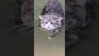 Funny CAT | A little brave soul in a world of water  #cat #funny #cute #shorts #videoshorts