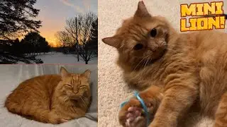 Тесты Bon Tests The Beddding