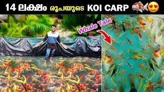 💥കേരളത്തിൽ ഇത്രയും വലിയ MONSTER KOI കുളം വേറെ കണ്ടിട്ടുണ്ടോ ??😱 | Biggest KOI Pond & Fish in Kerala