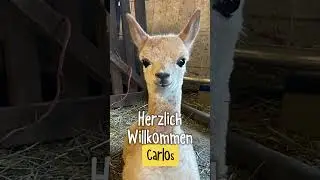 Willkommen, Carlos! #entspannung #travel #schnalstal #mountains #bergblick #airbnb #naturns