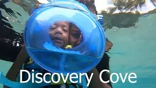 Discovery Cove with a toddler! Also check out an awesome way for non-swimmers to snorkel!