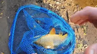 GIANT CARP! Mississippi River fishing! (Minnesota Carp fishing)